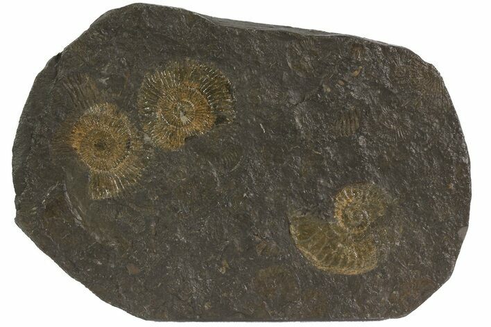 Dactylioceras Ammonite Cluster - Posidonia Shale, Germany #79312